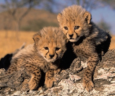 Baby Cheetahs
