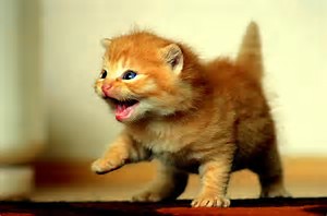 domestic cats roar too