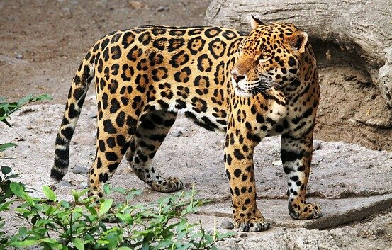 jaguar, all about the wildcat jaguar