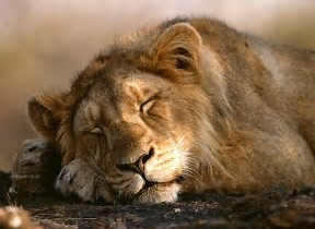 the lion in the wild, learn about the lion