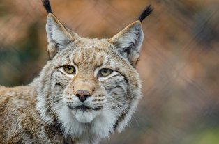 all about the lynx wildcat