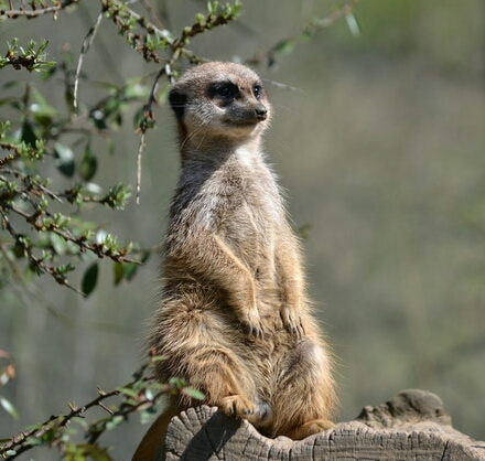 facts and info meerkat