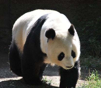 all about panda bear, giant panda