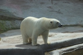 all about polar bears