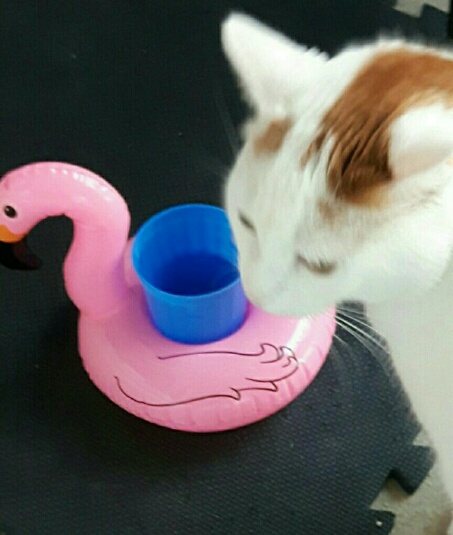 Water Dish 