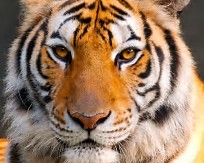 tiger in the wild, learn about the tiger