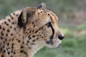 learn about the cheetah in the wild