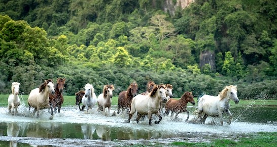 photo of horses